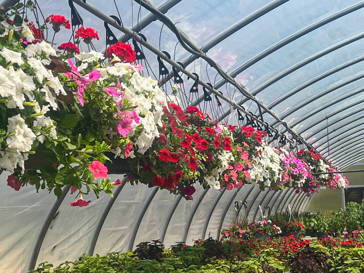 Annual bedding plant sale begins Monday at Earth Science Center