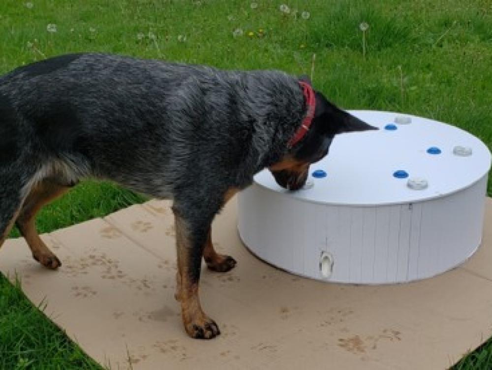 Testing training system on scent dog